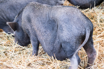 fat black pigs and pregnant while eating