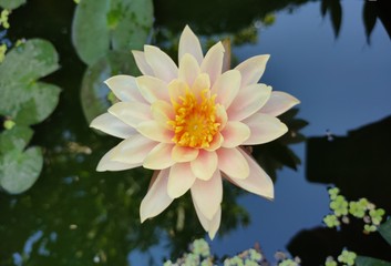 The lotus flower is a biennial aquatic plant. Is monocotyledon In fresh and clean water In addition, the lotus is the queen of aquatic plants.
