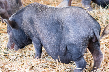 fat black pigs and pregnant while eating