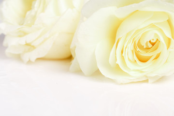 Romantic banner, delicate white roses flowers close-up. Fragrant crem yellow petals