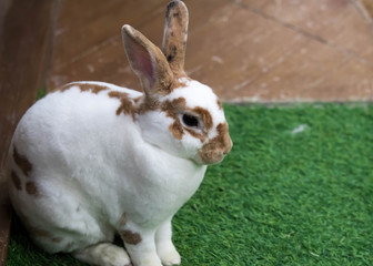 Little rabbit on green grass in summer day. Cute white rabbit with brown spots