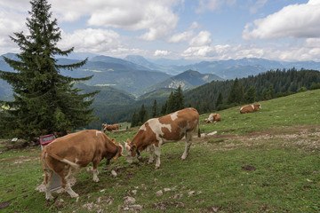 Fototapeta na wymiar Rinder am Dürnbachhorn: Blick nach Norden