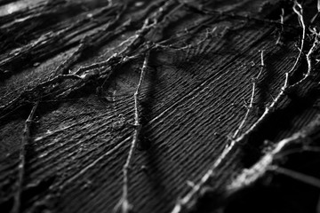 Growing Ivy on Wood