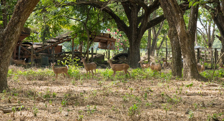 Obraz na płótnie Canvas herd deer in natural environment