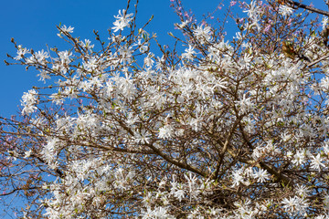 Star magnolia (Magnolia Stellata) a winter spring white flower shrub or small tree © Tony Baggett