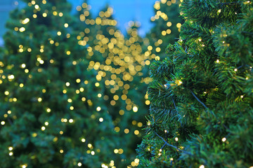 Fototapeta na wymiar Abstract light on christmas pine tree background.