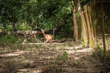 Little deer in natural reserve
