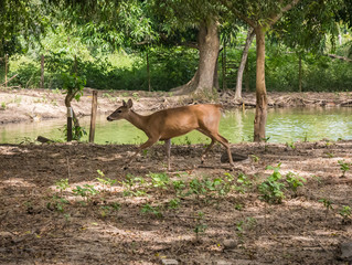 Little deer in natural reserve