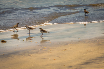 Beaches of Brazil - Maragogi Beach, Alagoas State