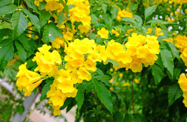 Trumpet Flower on the tree branch. Bush of Yellow elder, Trumpetbush.