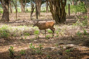 Little deer in natural reserve