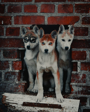 Siberian husky puppy