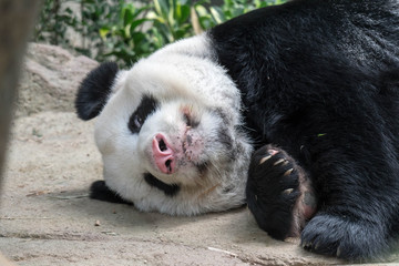 A sleeping giant panda bear. Giant panda bear falls asleep during the rain in a forest after eating bamboo