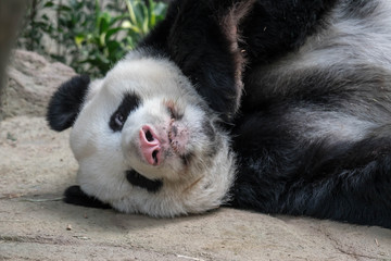 A sleeping giant panda bear. Giant panda bear falls asleep during the rain in a forest after eating bamboo