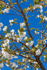 Prunus 'Shirotae' a white pink flower blossom shrub or small tree commonly known as Mount Fuji Cherry