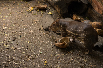 Rodent Agouti