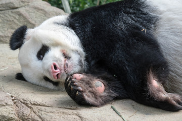 A sleeping giant panda bear. Giant panda bear falls asleep during the rain in a forest after eating...