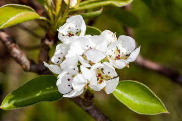 White apple blossom tree flowers in bloom during springtime