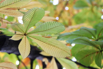 光に透ける朴木の葉