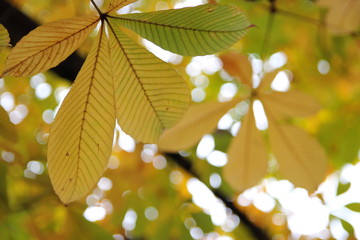 光に透ける朴木の葉