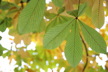 光に透ける朴木の葉