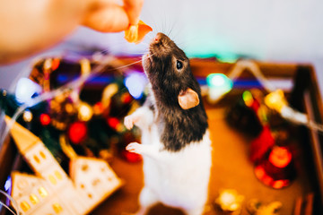 2020, 2032, Christmas, tree, December, animal, artistic, asia, asian, astrology, background, black,...