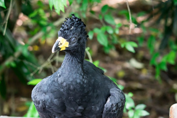 Male Bare-faced Curassow, Crax Fasciolata, close-up portrait, it is a species of bird in the family Cracidae, Mato Grosso Do Sul, Brazil close-up portrait