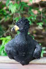 Male Bare-faced Curassow, Crax Fasciolata, close-up portrait, it is a species of bird in the family Cracidae, Mato Grosso Do Sul, Brazil close-up portrait