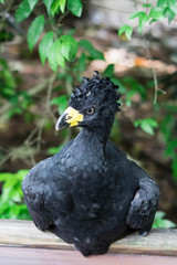 Male Bare-faced Curassow, Crax Fasciolata, close-up portrait, it is a species of bird in the family Cracidae, Mato Grosso Do Sul, Brazil close-up portrait