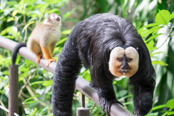 White-faced/Guianan saki monkey (Pithecia pithecia)