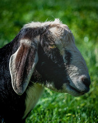 A vertical, portrait orientation of a goats head. Photo taken at a local animal petting event during Easter at a local church.