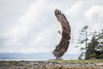 Canadian Bald Eagle (haliaeetus leucocephalus) flying in its habitat showing feathers of the back