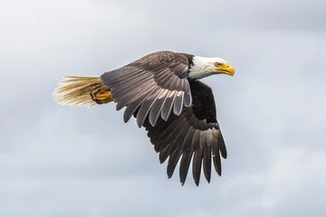 Foto op Plexiglas Canadian Bald Eagle (haliaeetus leucocephalus) flying in its habitat with open wings © A. Karnholz