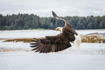 Canadian Bald Eagle (haliaeetus leucocephalus) flying in its habitat with open wings