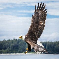 Canadian Bald Eagle (haliaeetus leucocephalus) flying in its habitat and showing its beautiful...