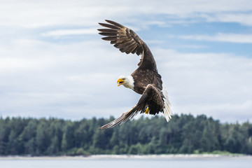 Canadian Bald Eagle (haliaeetus leucocephalus) about to start an attack