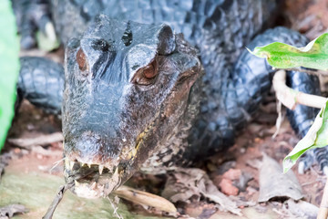 African dwarf crocodile, broad-snouted bony crocodile, Osteolaemus tetraspis, detail portrait in nature habitat. Lizard with big eyes. Wildlife scene from tropical forest in Africa, in the river.