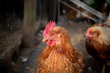 A Rhode Island Red chicken closeup showing the details in the hens feathers, wattle and comb