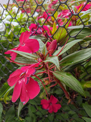 red flowers in the garden