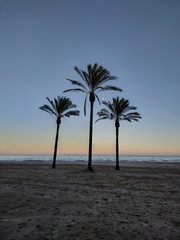 Fototapeta na wymiar 3 palmeras