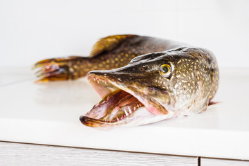 Pike fish
