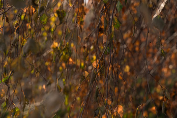 autumn branches of birch. natural background