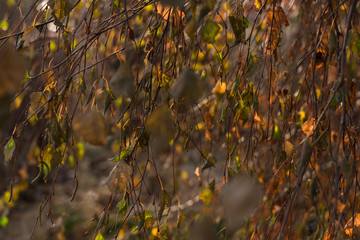 autumn branches of birch. natural background
