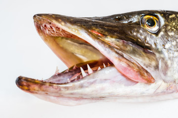 Pike fish