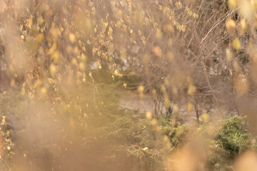 blurred floral background. beautiful blur through birch branches with catkins