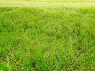 Full frame shot of green grass field