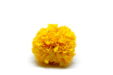 Close-up of beautiful yellow Marigold bud flowers blooming on white background