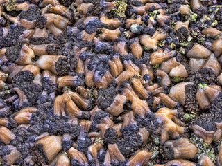 Soft corals at high tide. Nusa Penida, Indonesia.
