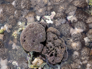 Corals at high tide get dry. Nusa Penida, Indonesia.