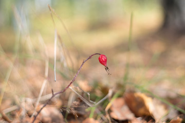 red poppy in a field autumn